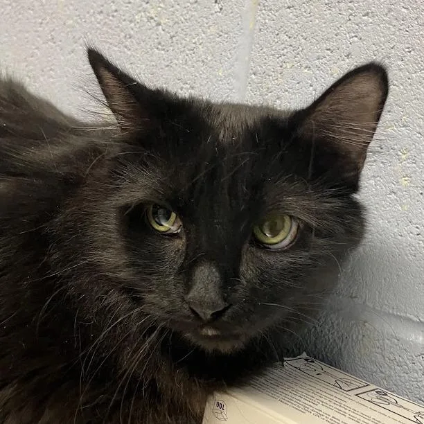 An adult large-sized female Domestic Medium Hair cat named Squirtle for adoption in DeKalb, IL