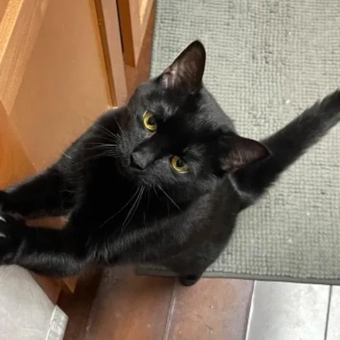 A senior small-sized female Domestic Short Hair cat named Rachel for adoption in Cincinnati, OH