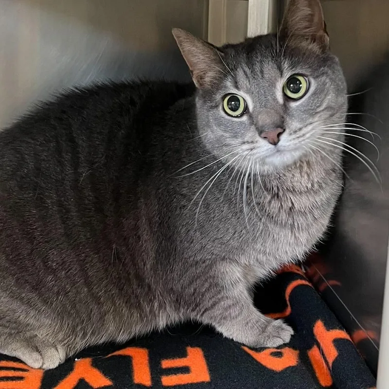A senior large-sized female Gray / Blue / Silver Domestic Short Hair cat named Madison for adoption in Perkiomenville, PA