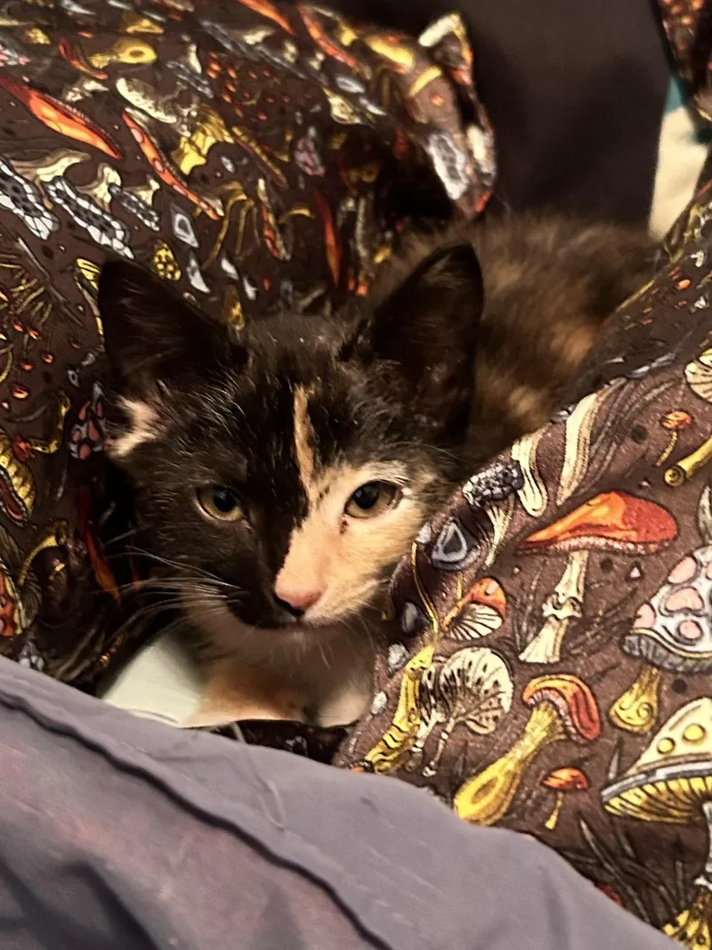 Cinderella thumbnail 2