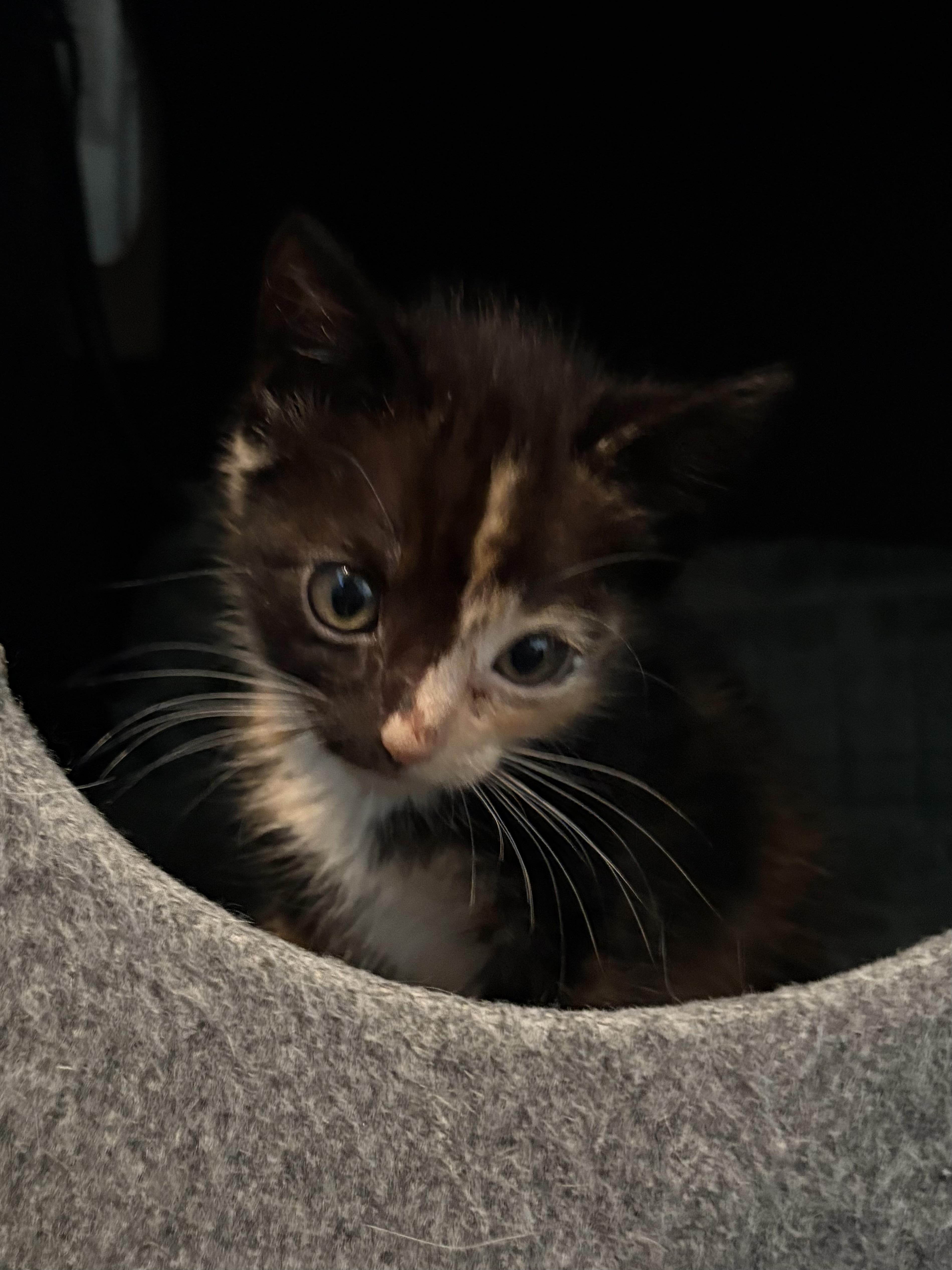 Cinderella thumbnail 5