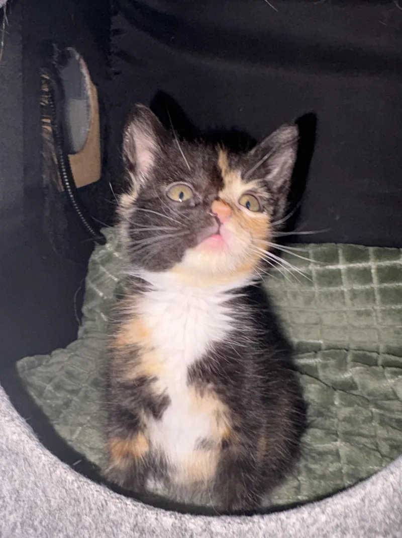 Cinderella thumbnail 6