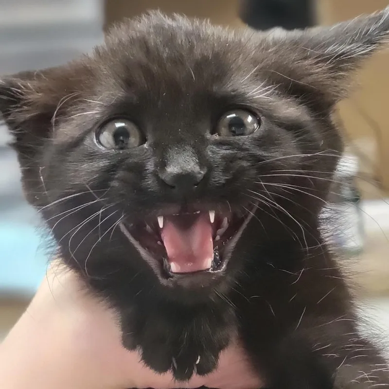 A baby small-sized male Domestic Short Hair cat named Berry for adoption in Milan, IL