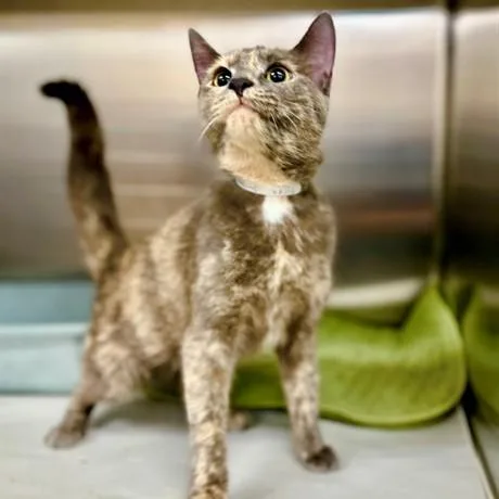 An adult medium-sized female Blue Cream Domestic Short Hair cat named Siren for adoption in Columbia, MD