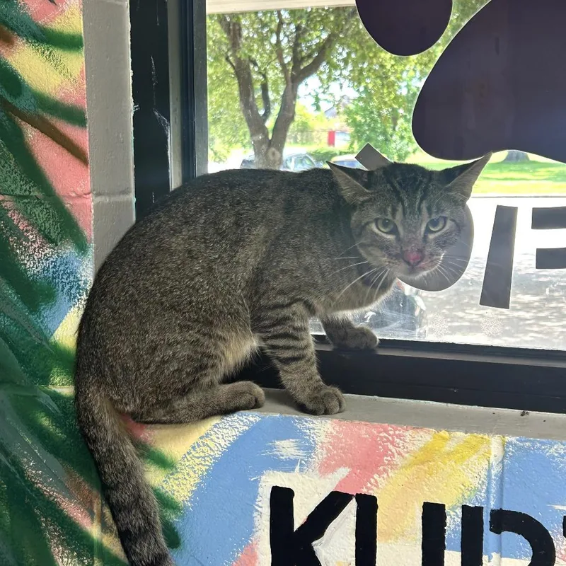 An adult medium-sized male Gray / Blue / Silver American Shorthair cat named Capone for adoption in Lufkin, TX