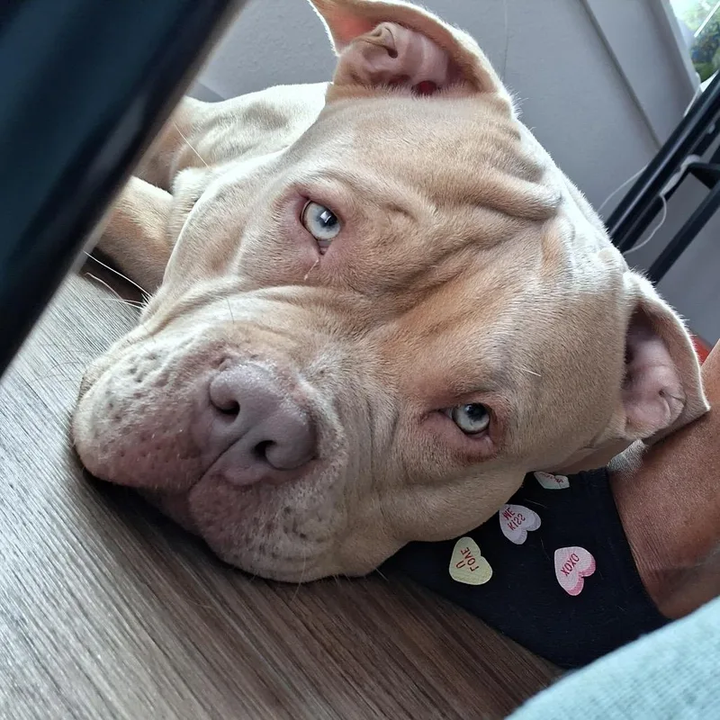 An adult large-sized male Yellow / Tan / Blond / Fawn Pit Bull Terrier dog named Butters for adoption in Missouri City, TX