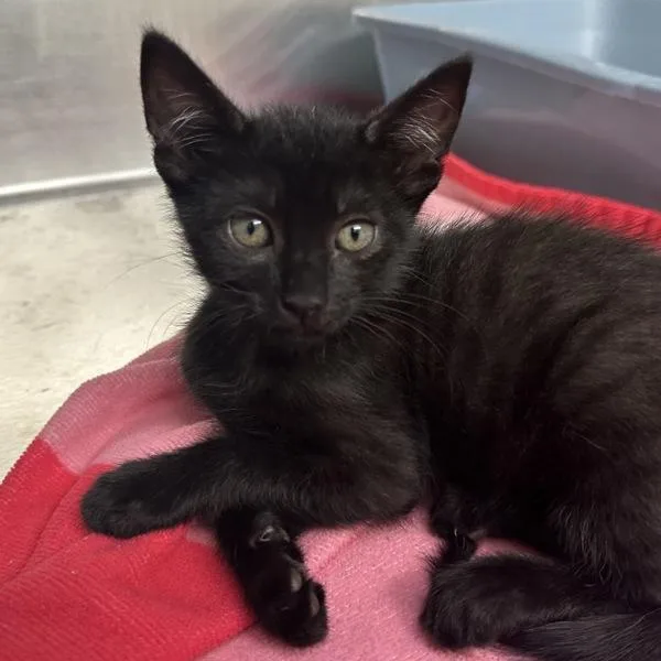 A baby small-sized male Domestic Short Hair cat named Gladius for adoption in Walnut Creek, CA