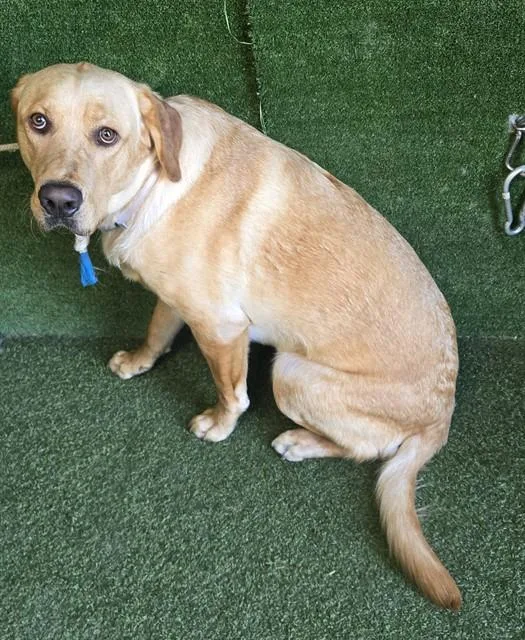 A young extra large-sized male Golden Retriever dog named Teddy for adoption in Lancaster, CA