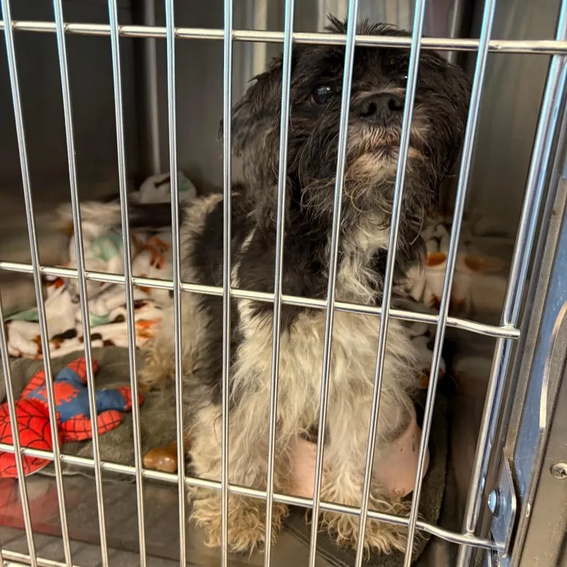 An adult small-sized female Black Shih Tzu dog named Shallow for adoption in Matteson, IL