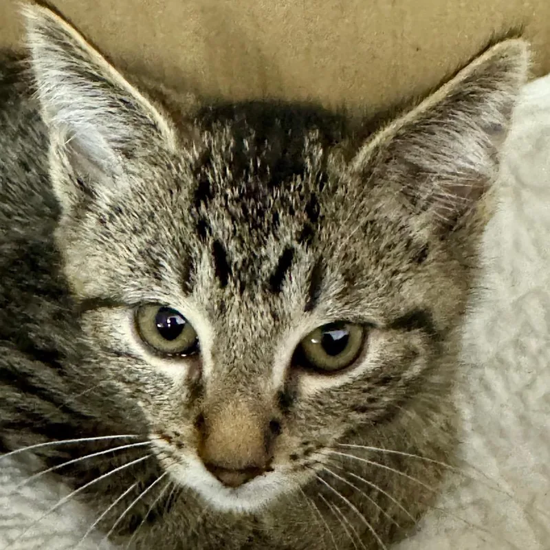 A baby small-sized male Brown / Chocolate Domestic Short Hair cat named Luigi for adoption in Westhampton, NY