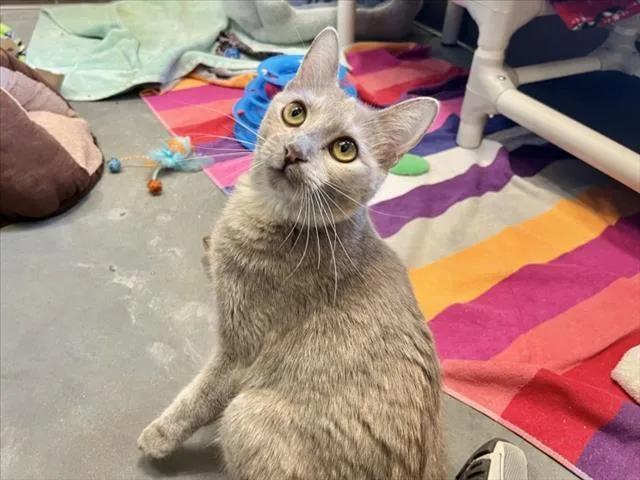 A young small-sized female Domestic Short Hair cat named Buffy for adoption in Chapel Hill, NC