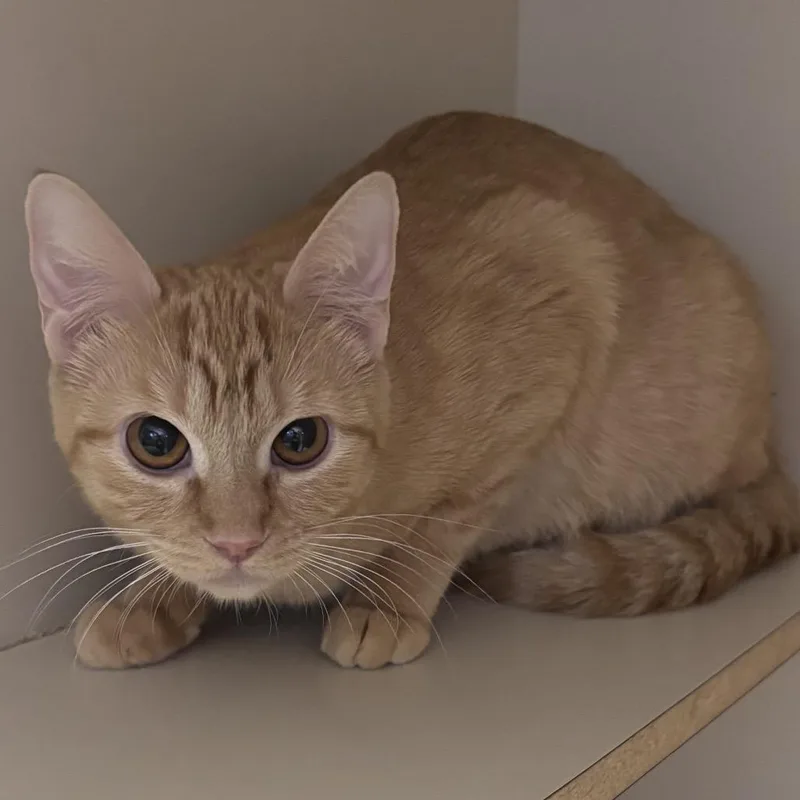 A young small-sized female Orange / Red Domestic Short Hair cat named Katsu for adoption in Las Vegas, NV