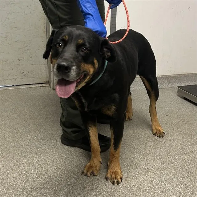 An adult extra large-sized female Rottweiler dog named Misty for adoption in Lincolnton, NC
