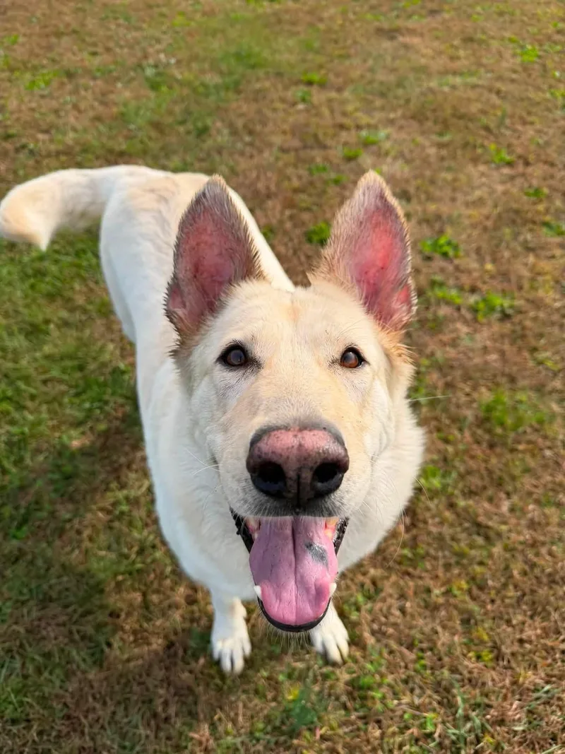 An adult extra large-sized female German Shepherd Dog dog named Jade for adoption in Winamac, IN