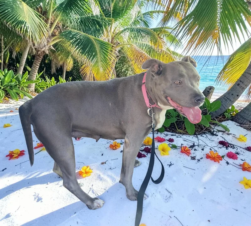 An adult medium-sized female Gray / Blue / Silver Pit Bull Terrier dog named Meera for adoption in Ventura, CA