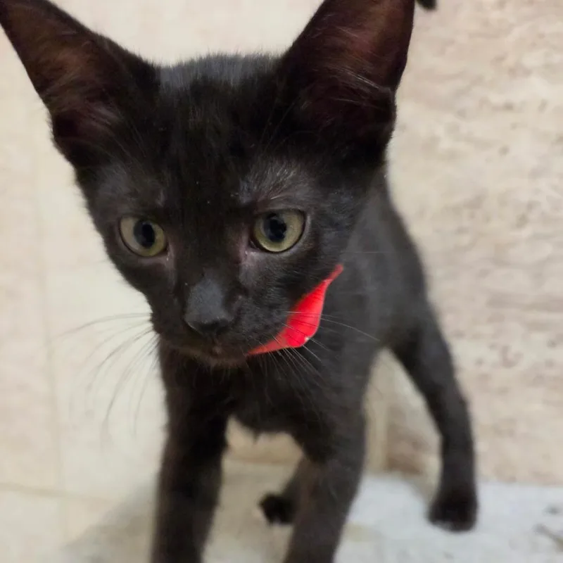 A baby small-sized male Domestic Medium Hair cat named Gabriel for adoption in San Antonio, TX