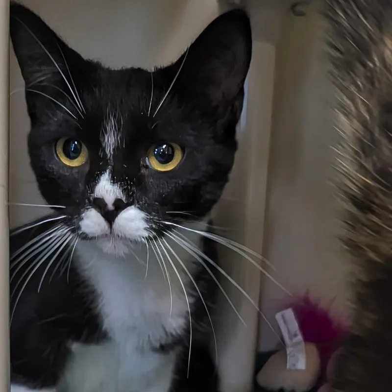 A young medium-sized female Black & White / Tuxedo Domestic Short Hair cat named Sally for adoption in West Jefferson, OH