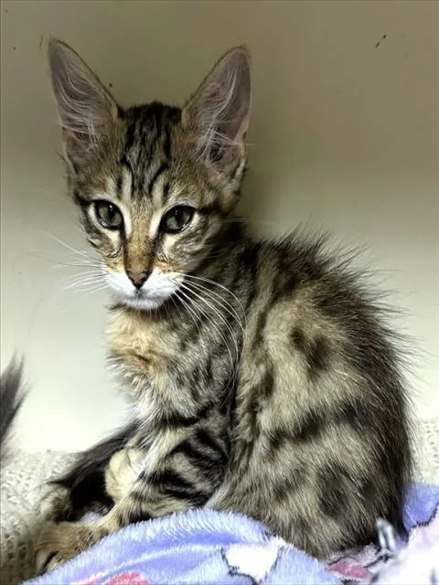 A baby medium-sized female Domestic Long Hair cat named Tiger for adoption in Dedham, MA