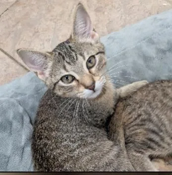 A baby medium-sized female Domestic Short Hair cat named Bryony for adoption in West Chester, PA