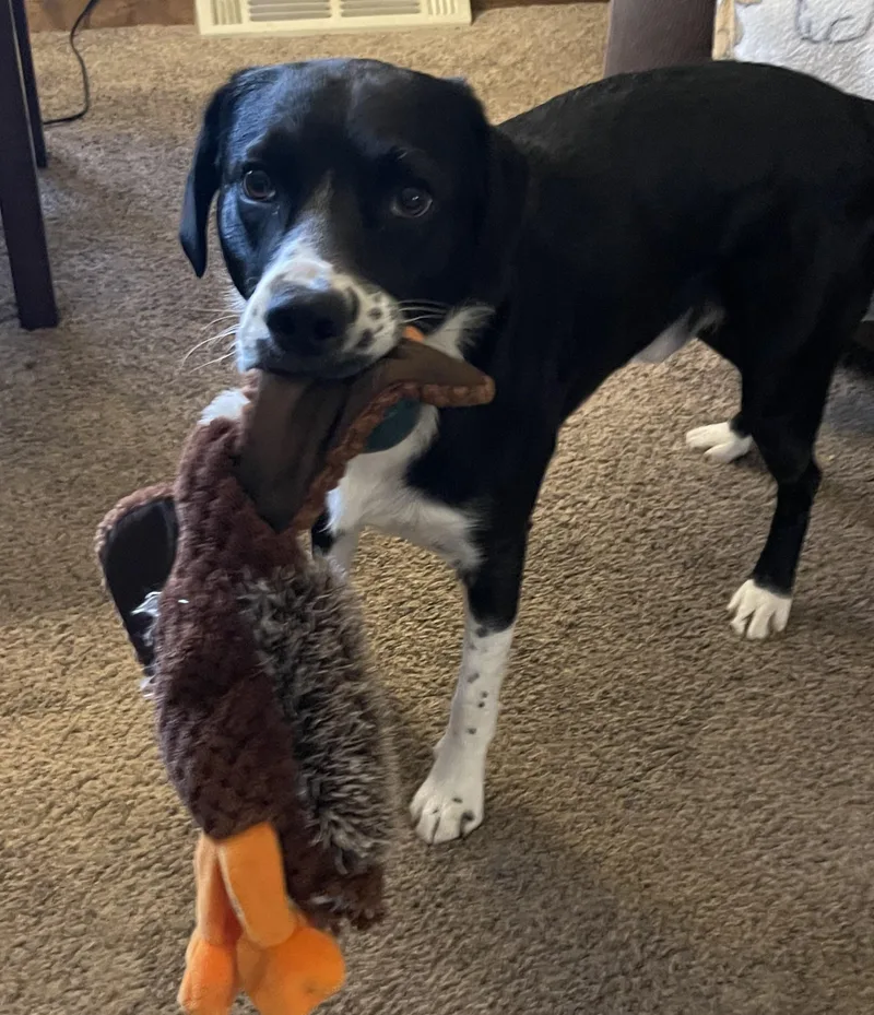 Benny