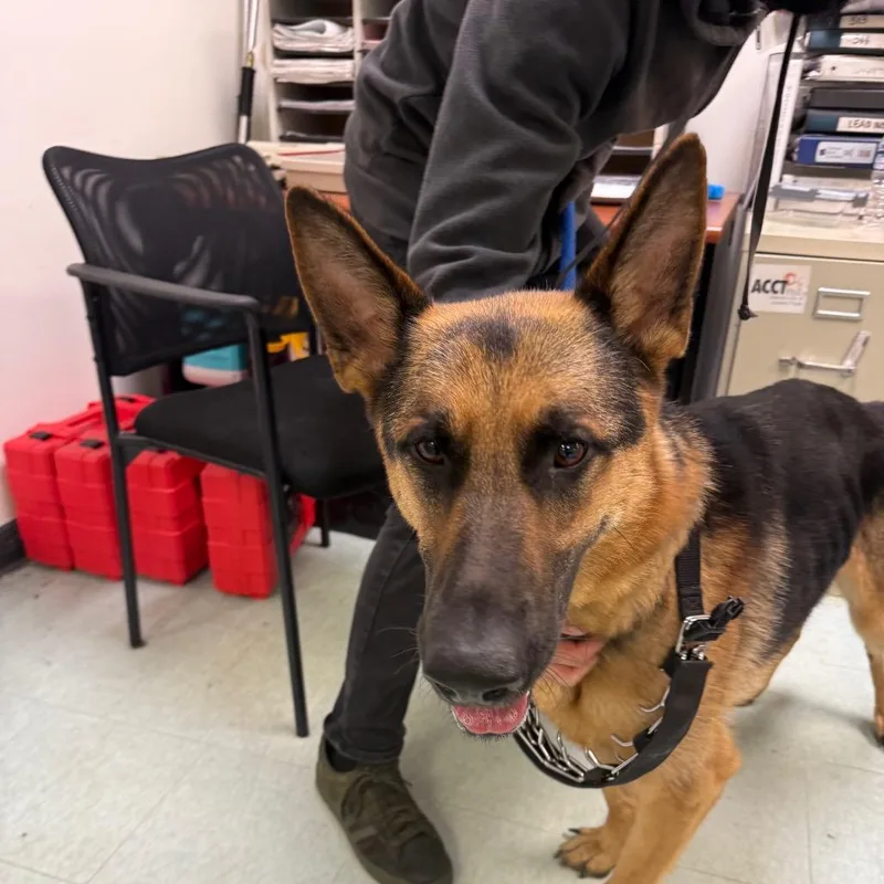 An adult large-sized male Black German Shepherd Dog dog named Cowboy for adoption in Philadelphia, PA
