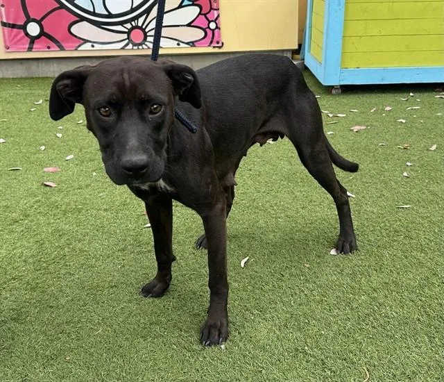 An adult medium-sized female Labrador Retriever dog named Angie for adoption in Baldwin Park, CA