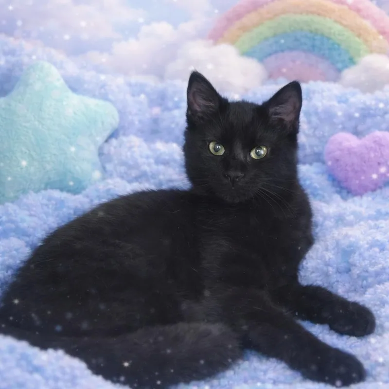 A baby medium-sized male Black Domestic Short Hair cat named Deacon for adoption in Walnut Cove, NC