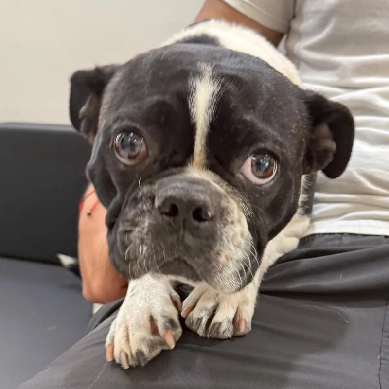 An adult medium-sized female Brindle French Bulldog dog named Eva for adoption in Mission Hills, CA