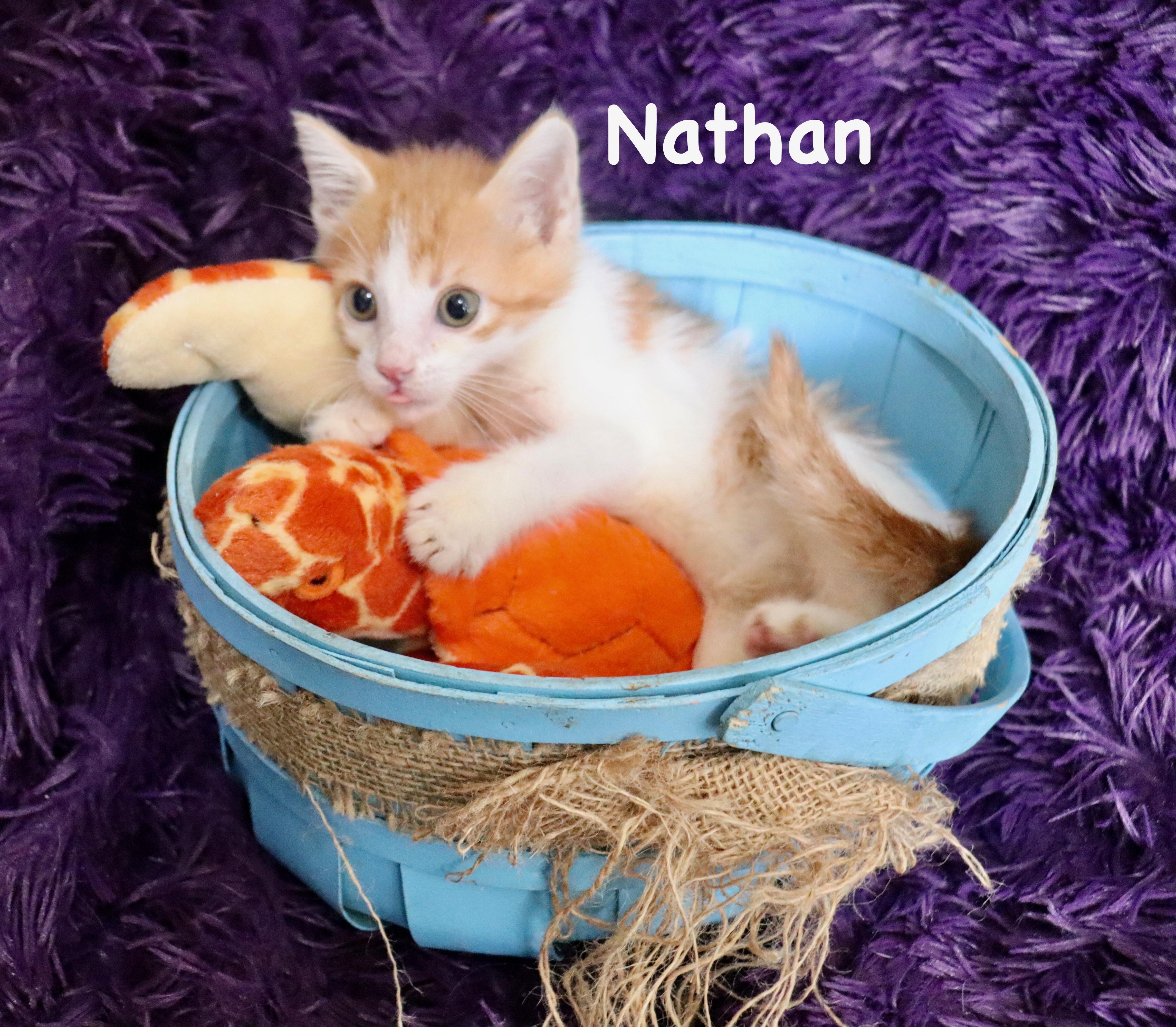 A baby medium-sized male Orange & White Turkish Van cat named Nathan for adoption in Saint Augustine, FL