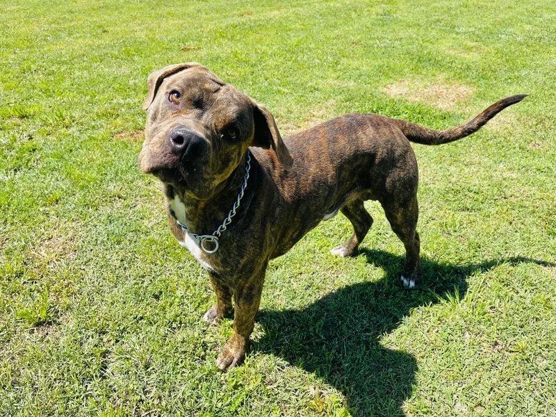 An adult large-sized male Brindle Mixed Breed dog named Rico Suave for adoption in Chickasha, OK