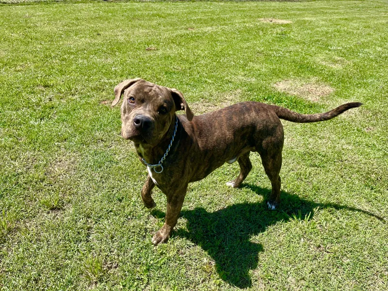 Rico Suave thumbnail 2