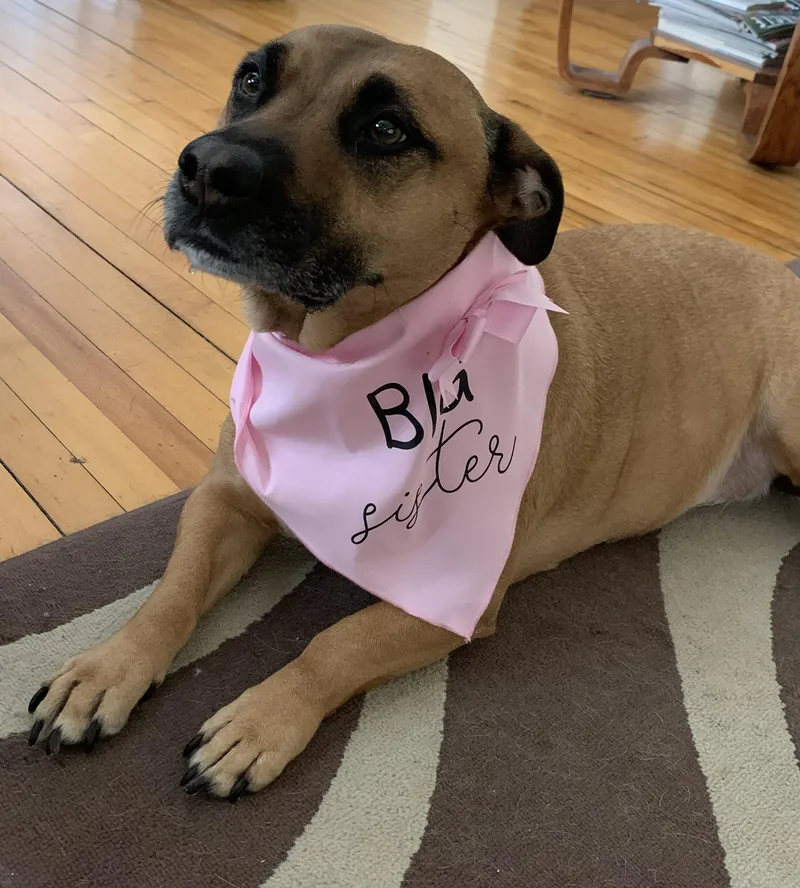 Sadie Courtesy Listed thumbnail 2