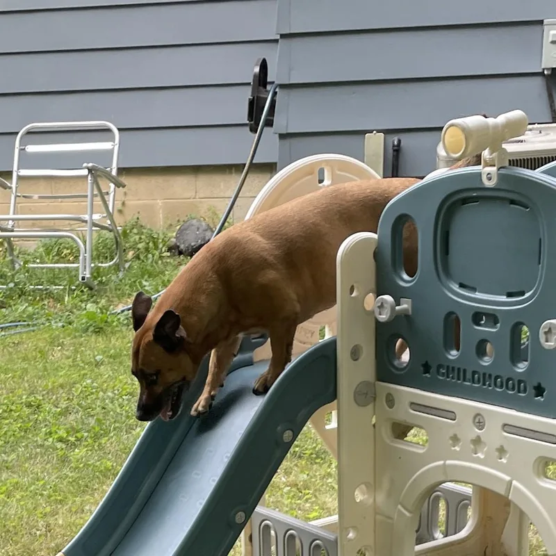 Sadie Courtesy Listed thumbnail 4