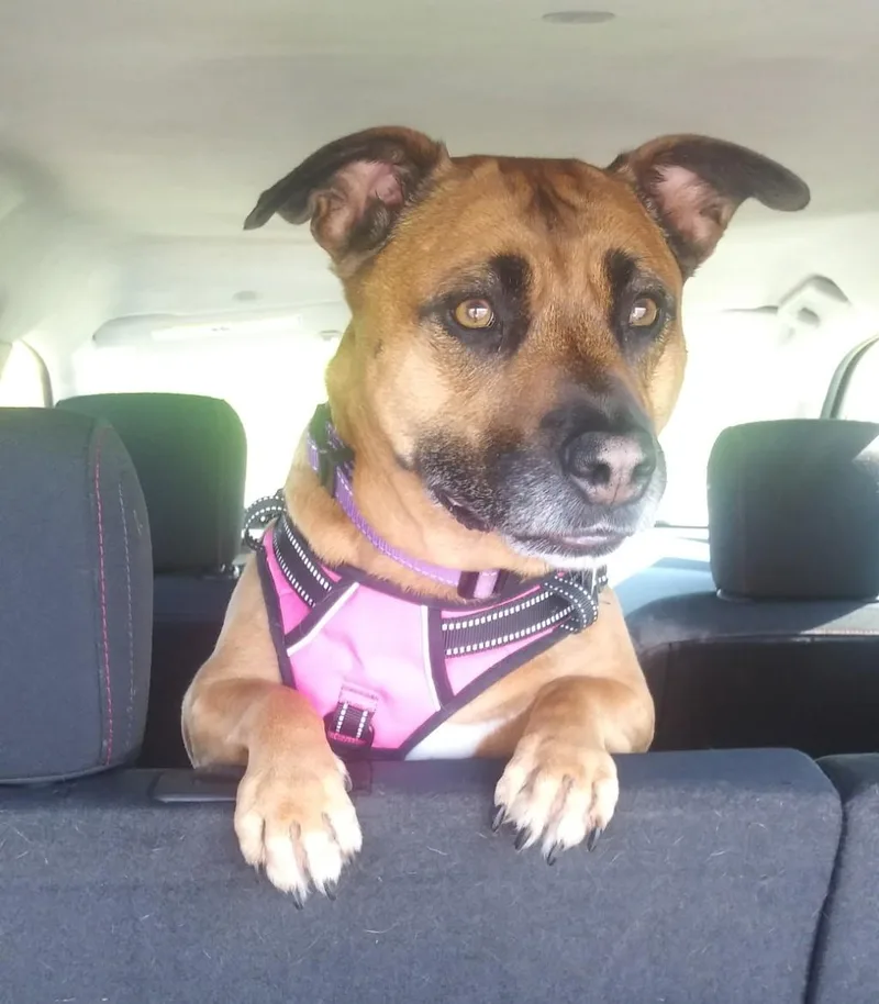 An adult medium-sized female Boxer dog named Sadie Courtesy Listed for adoption in Midland, MI