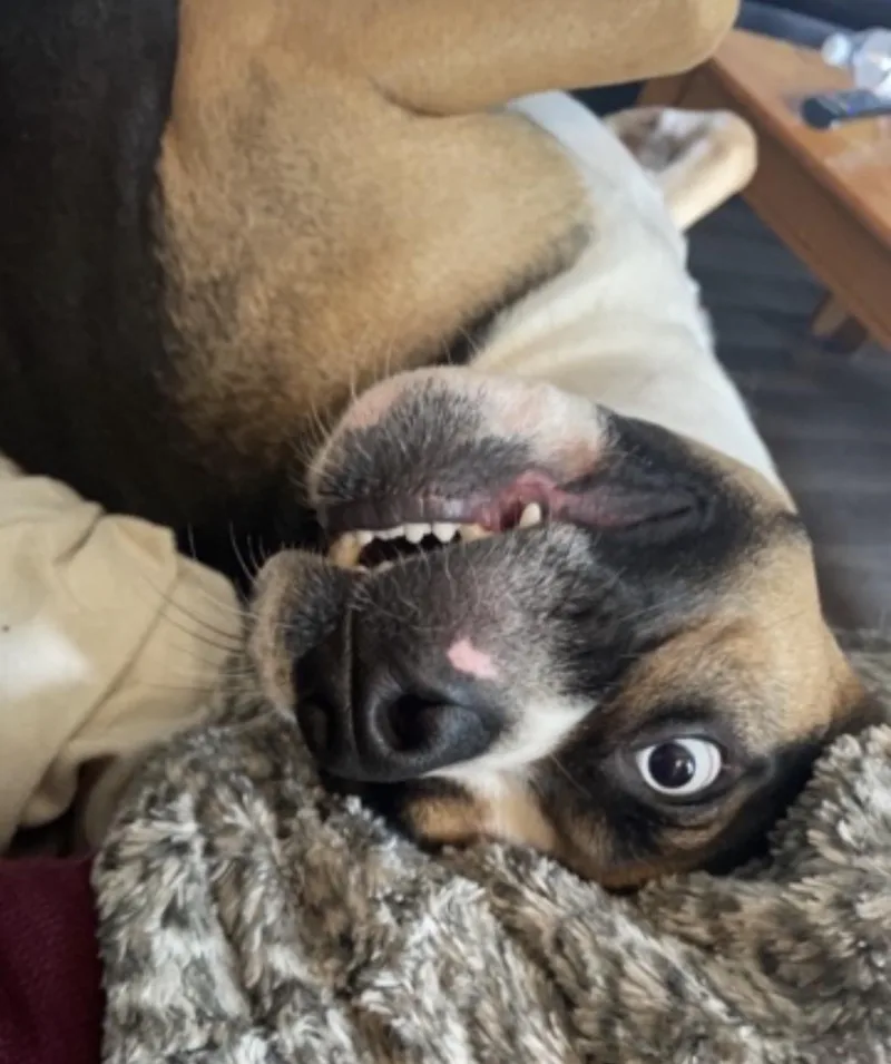 Sadie Courtesy Listed thumbnail 5