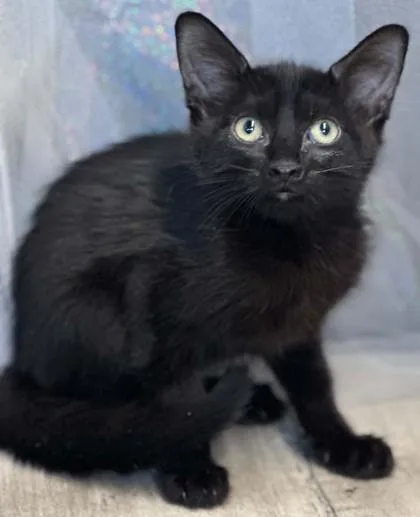 Zena