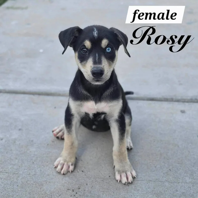 A baby medium-sized female Shepherd dog named Rosy for adoption in PLAINFIELD, CT