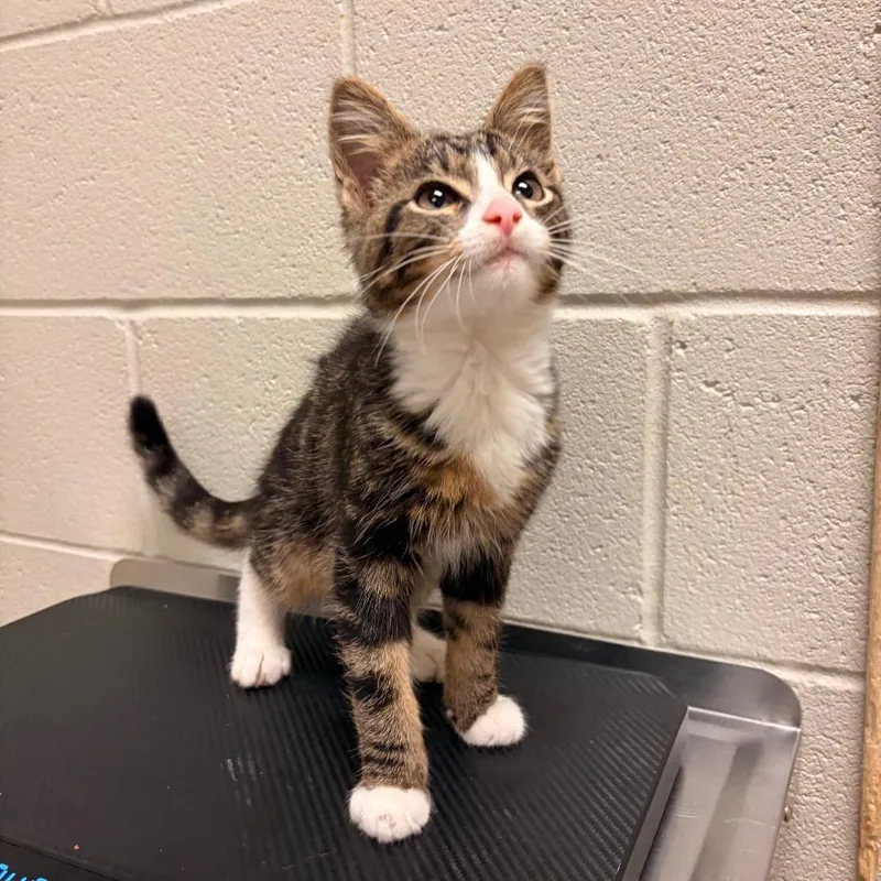 A baby small-sized male Brown / Chocolate Domestic Short Hair cat named Edmonton for adoption in Bristol, IN