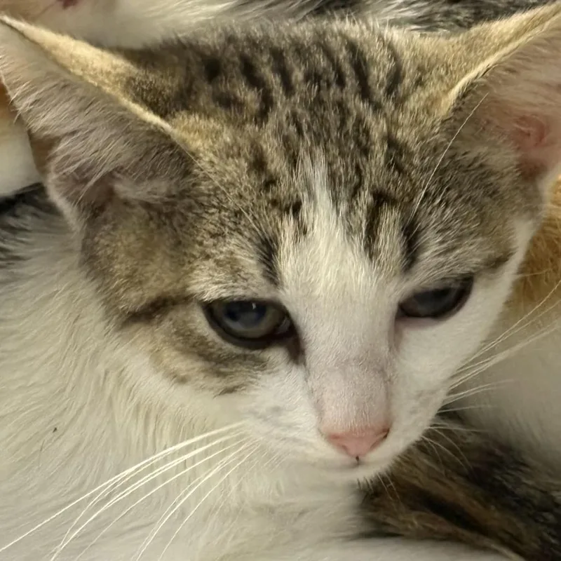 A baby small-sized female Domestic Short Hair cat named "Christine" for adoption in Perkiomenville, PA