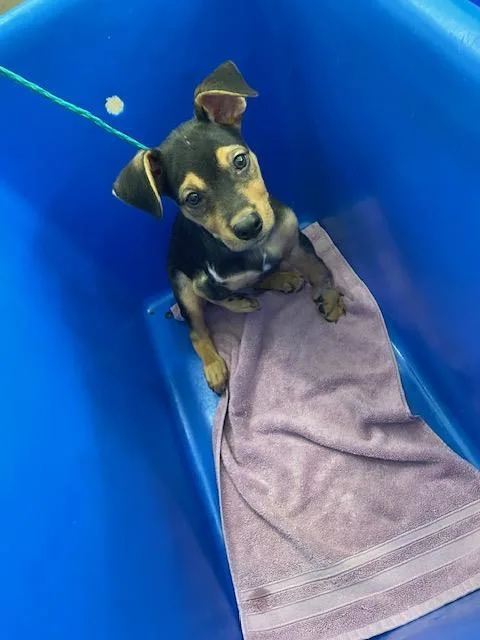 A baby large-sized male Mixed Breed dog named Rhett for adoption in Dallas, TX