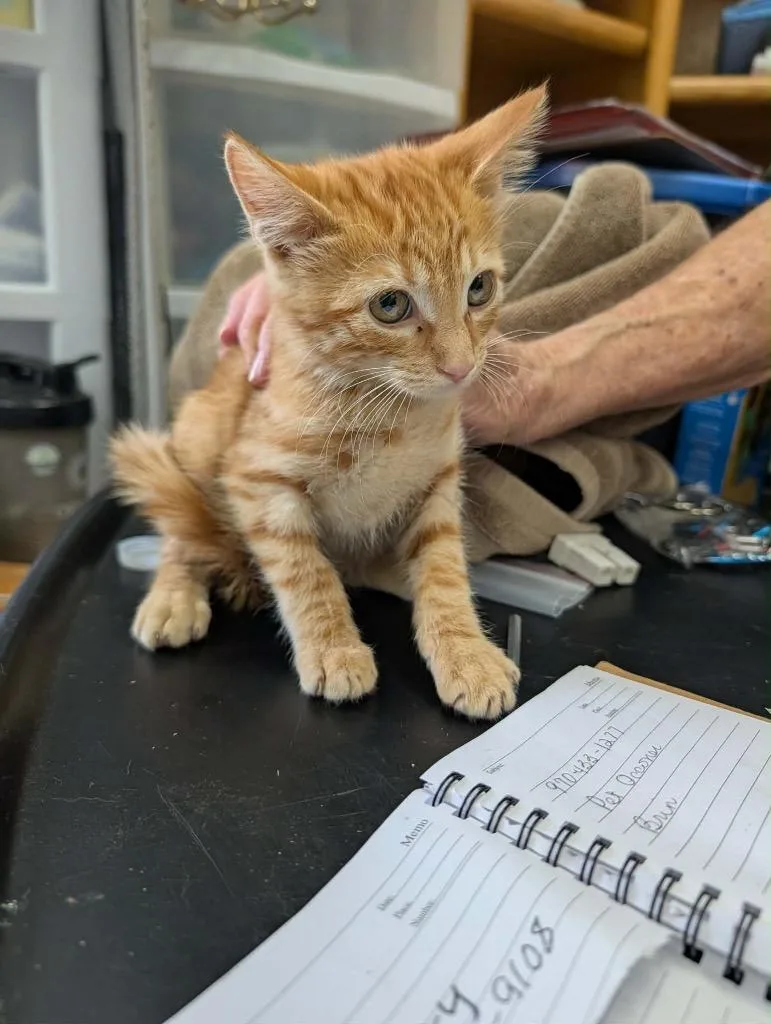A baby medium-sized male Tabby cat named Red for adoption in Grand Junction, CO