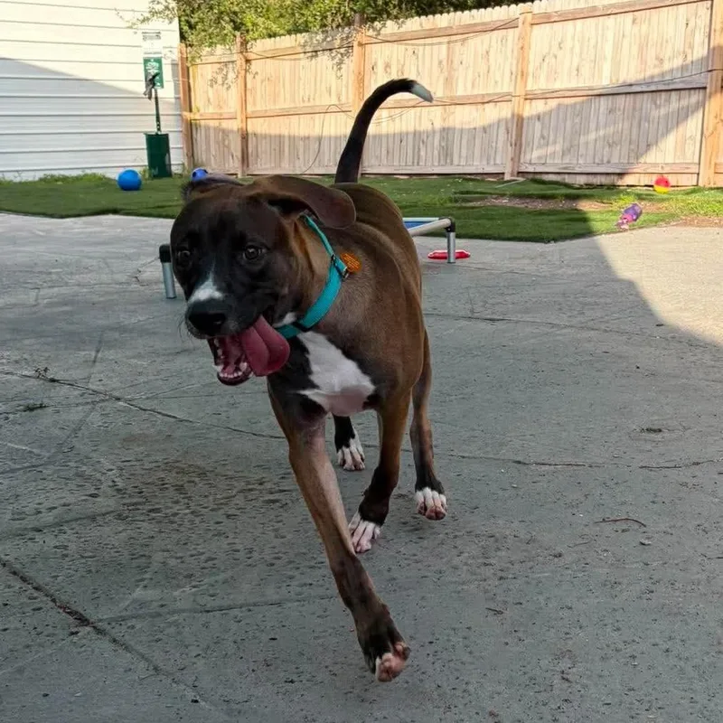 A young large-sized male Brown / Chocolate Hound dog named Moose for adoption in Seminole, FL