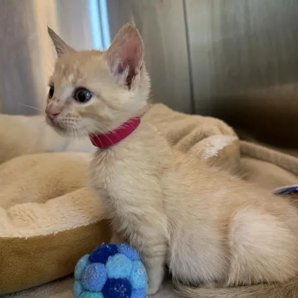 A baby small-sized female Orange / Red Domestic Short Hair cat named Nixta for adoption in Austin, TX