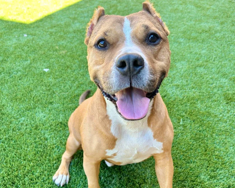 An adult large-sized male Yellow / Tan / Blond / Fawn Mixed Breed dog named Luey for adoption in Raleigh, NC