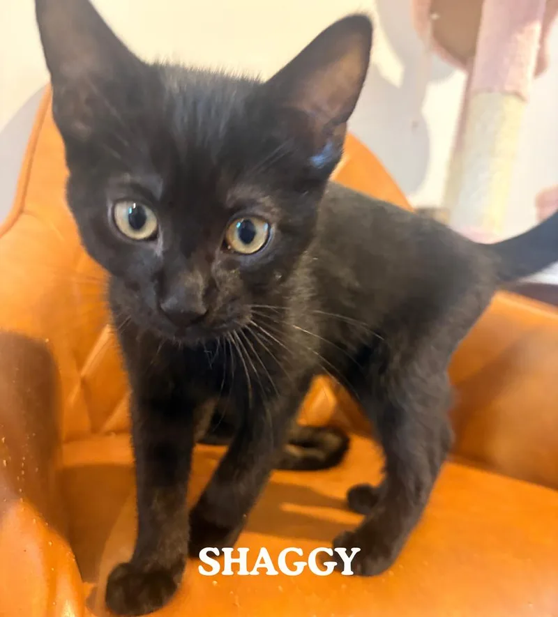 A baby small-sized male Black Domestic Medium Hair cat named Shaggy for adoption in Mooresville, NC