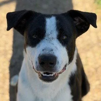 A young large-sized male Border Collie dog named Zoboomafoo for adoption in Bloomfield, CT
