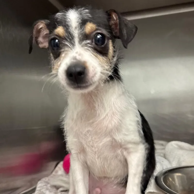 A baby small-sized male White / Cream Chihuahua dog named Archie for adoption in Abilene, TX