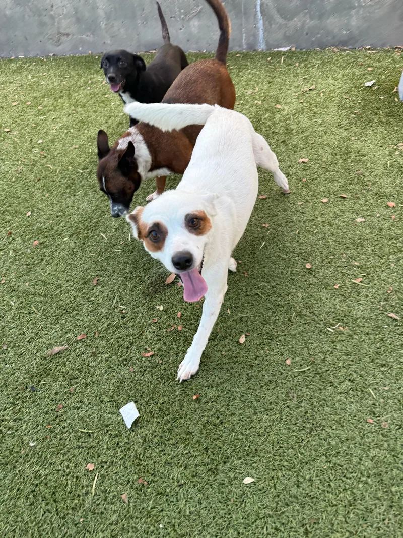 A young small-sized female Jack Russell Terrier dog named Skyla for adoption in Portland, ME