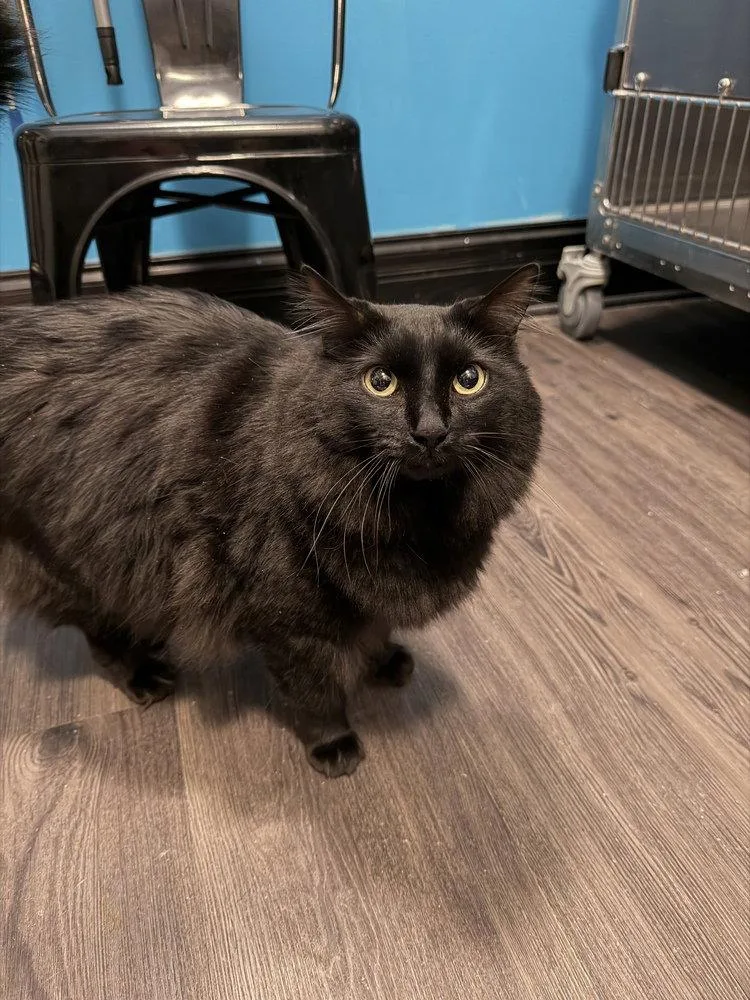 A young large-sized male Black Domestic Medium Hair cat named Phantom for adoption in O'Fallon, MO