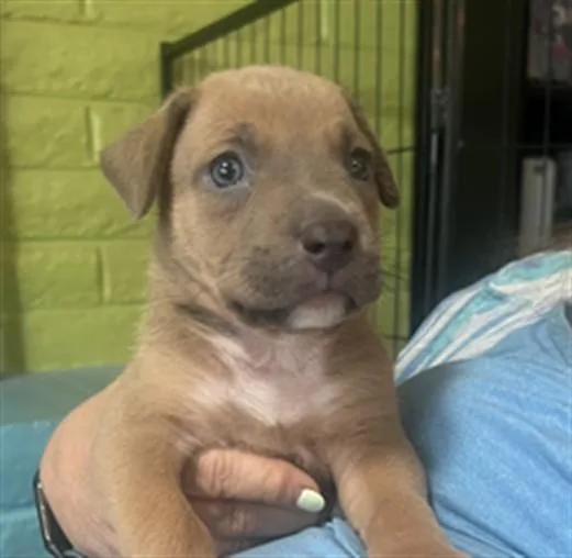 A baby small-sized female Labrador Retriever dog named Muffin for adoption in Tucson, AZ